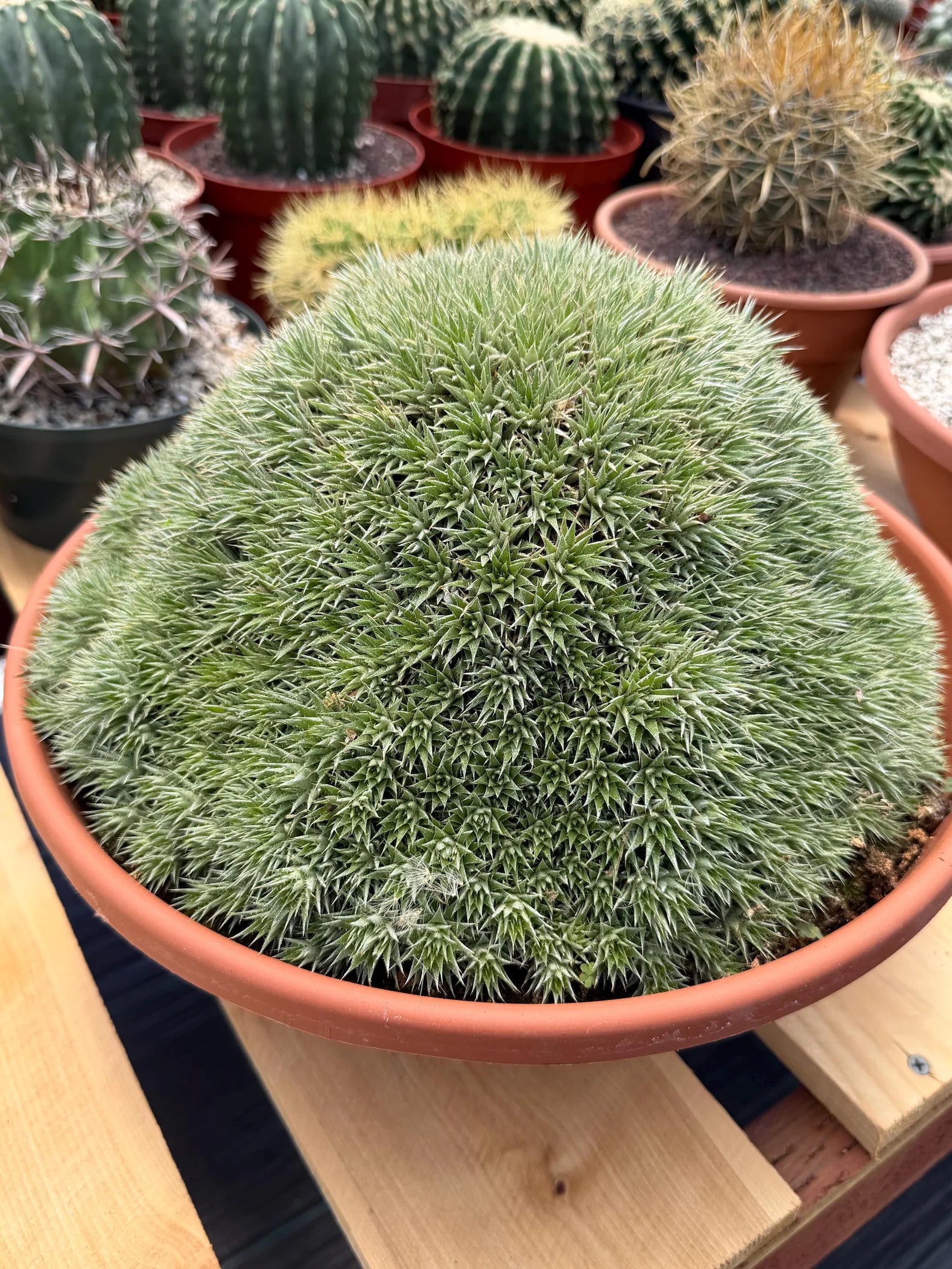 Deuterocohnia Brevifolia | Rare Specimen Cactus