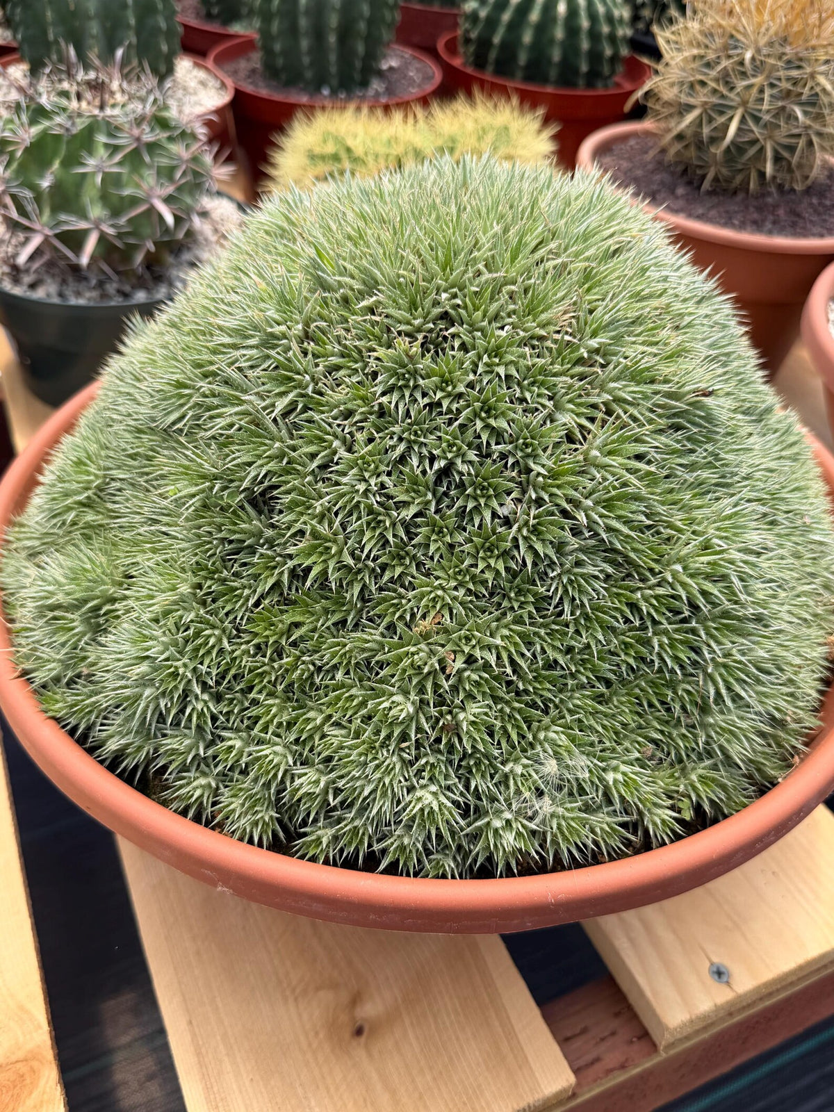 Deuterocohnia Brevifolia | Rare Specimen Cactus