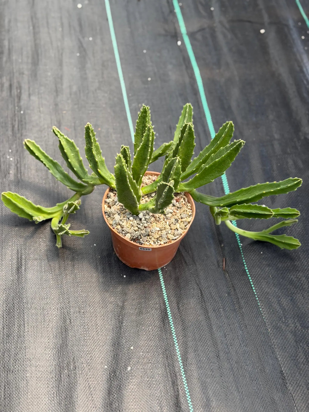 Large Stapelia Orbea Live Succulent | Overgrown Starfish Flower Plant | Exact Plant #520