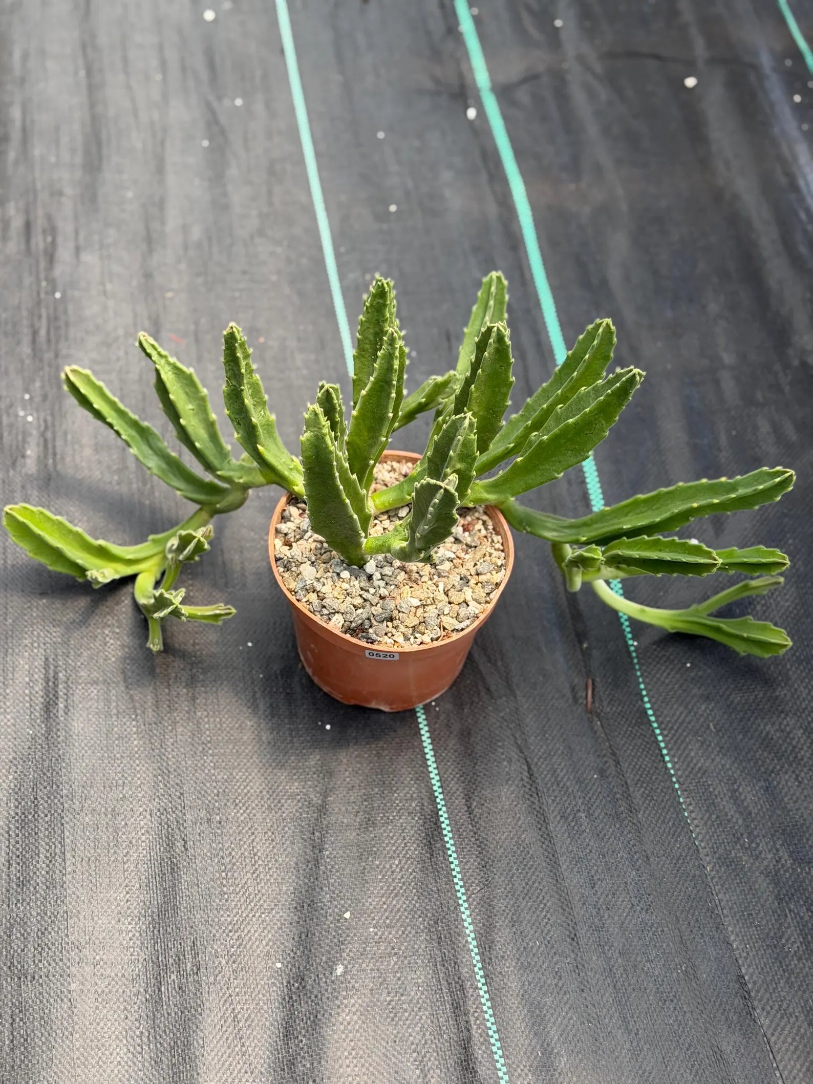 Large Stapelia Orbea Live Succulent | Overgrown Starfish Flower Plant | Exact Plant #520