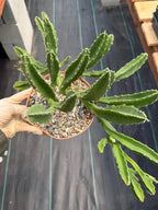 Large Stapelia Orbea Live Succulent | Overgrown Starfish Flower Plant | Exact Plant #520