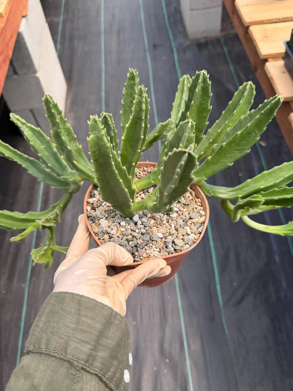 Large Stapelia Orbea Live Succulent | Overgrown Starfish Flower Plant | Exact Plant #520