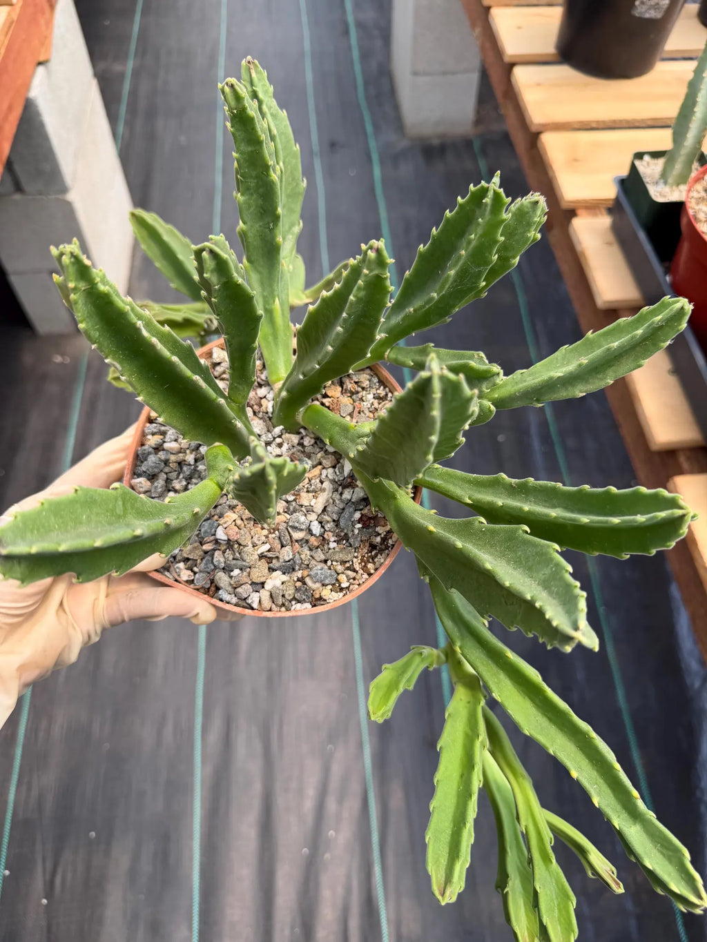 Large Stapelia Orbea Live Succulent | Overgrown Starfish Flower Plant | Exact Plant #520