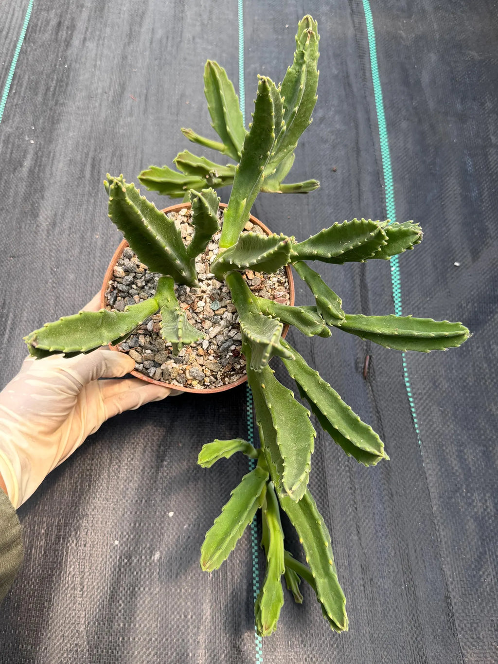 Large Stapelia Orbea Live Succulent | Overgrown Starfish Flower Plant | Exact Plant #520