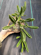 Large Stapelia Orbea Live Succulent | Overgrown Starfish Flower Plant | Exact Plant #520