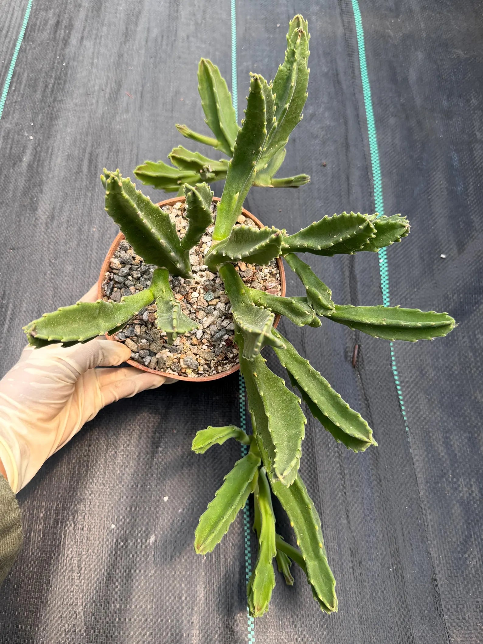 Large Stapelia Orbea Live Succulent | Overgrown Starfish Flower Plant | Exact Plant #520