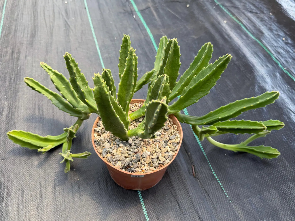 Large Stapelia Orbea Live Succulent | Overgrown Starfish Flower Plant | Exact Plant #520