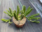 Large Stapelia Orbea Live Succulent | Overgrown Starfish Flower Plant | Exact Plant #520