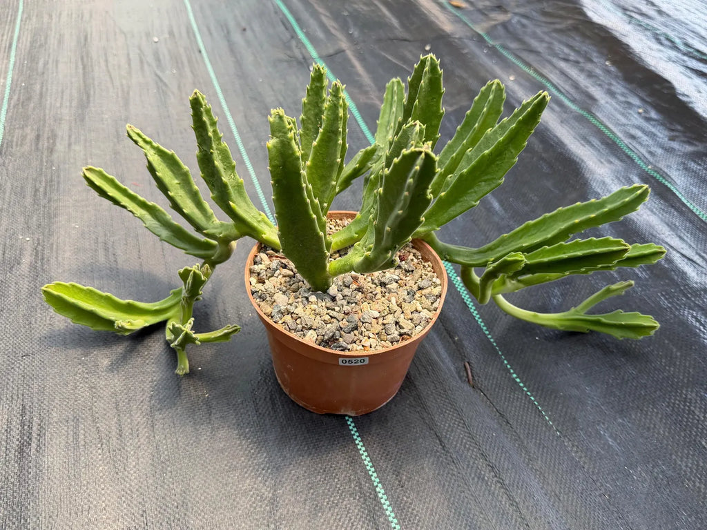 Large Stapelia Orbea Live Succulent | Overgrown Starfish Flower Plant | Exact Plant #520