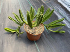 Large Stapelia Orbea Live Succulent | Overgrown Starfish Flower Plant | Exact Plant #520