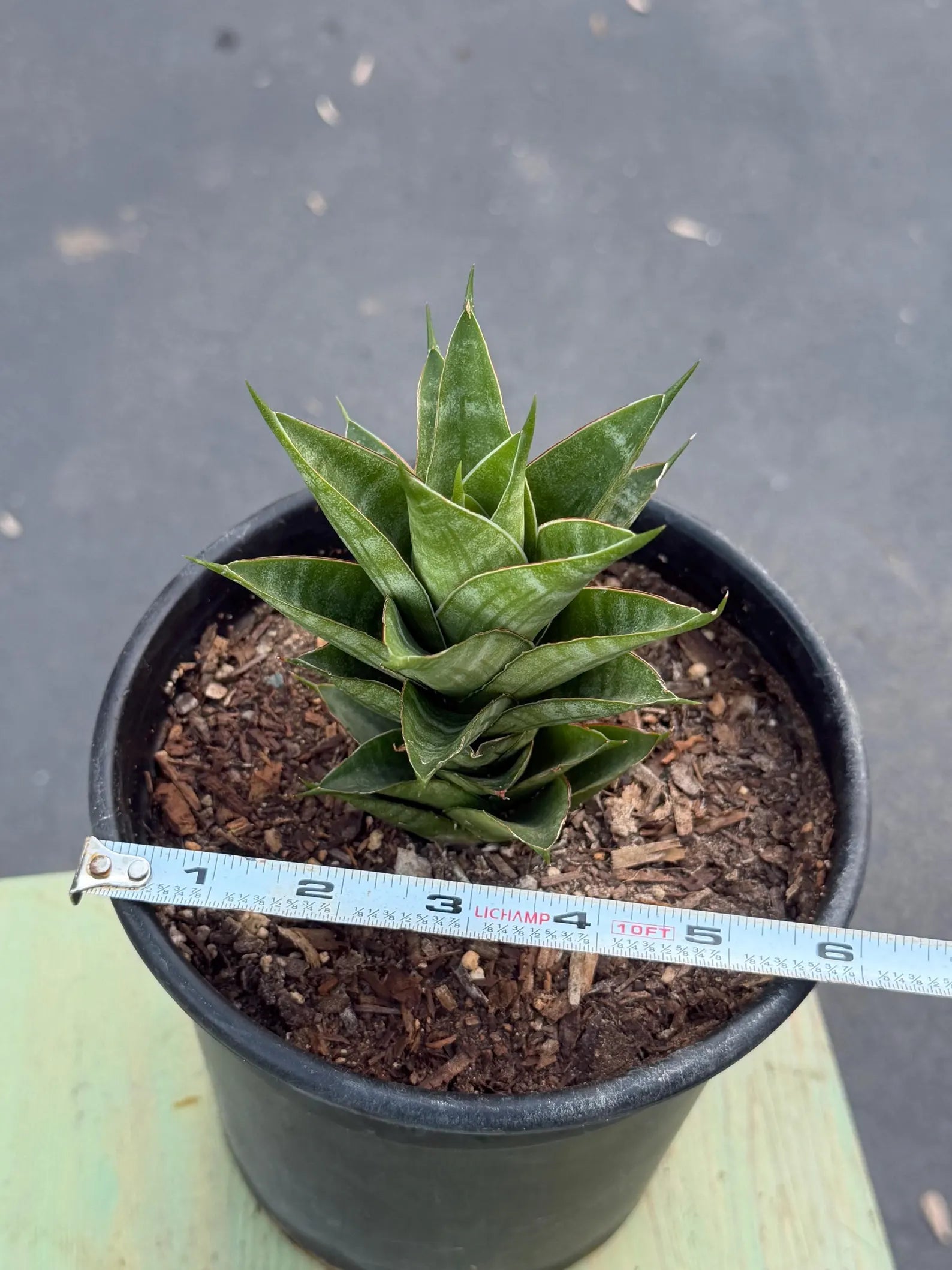 Sansevieria Dragon Scale Hybrid Live Plant | Rare Collector Snake Plant #514