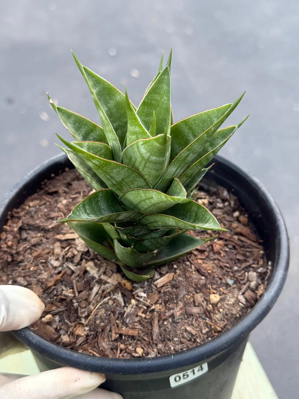 Sansevieria Dragon Scale Hybrid Live Plant | Rare Collector Snake Plant #514