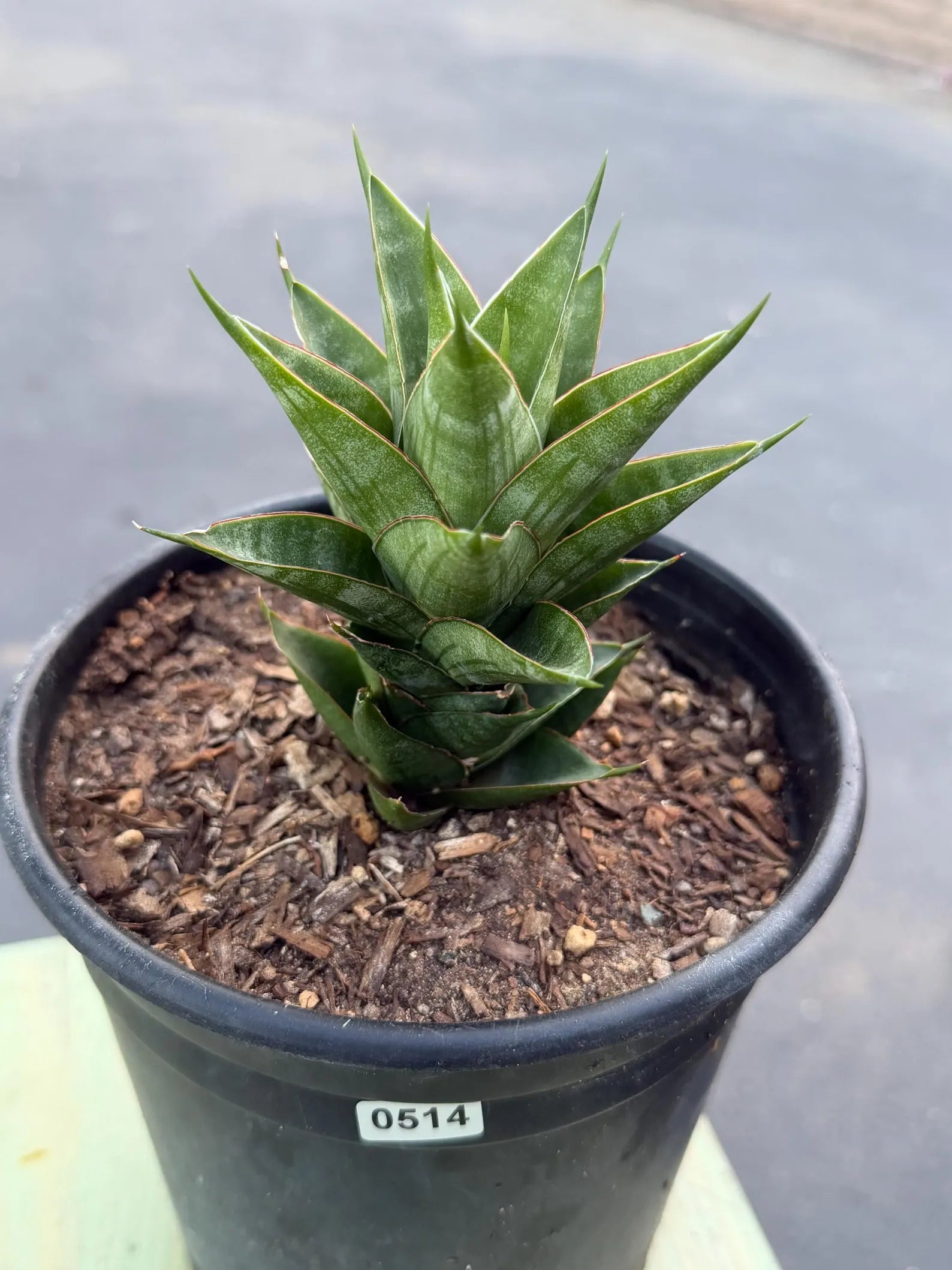 Sansevieria Dragon Scale Hybrid Live Plant | Rare Collector Snake Plant #514