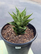 Sansevieria Dragon Scale Hybrid | Rare Snake Plant  Live Plant #514