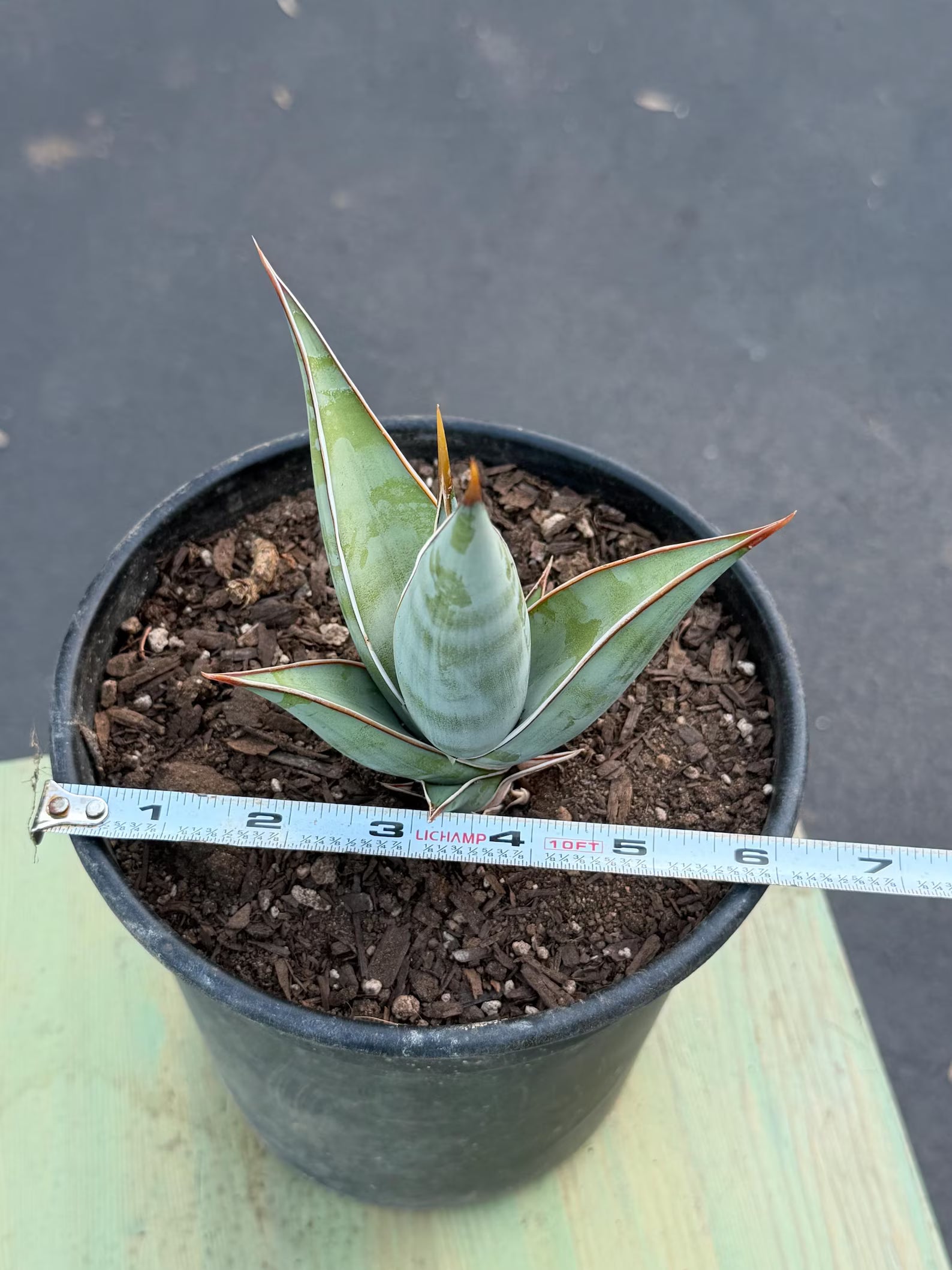 Sansevieria Pinguicula Rooted Offset #472