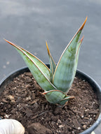 Sansevieria Pinguicula Rooted Offset #472