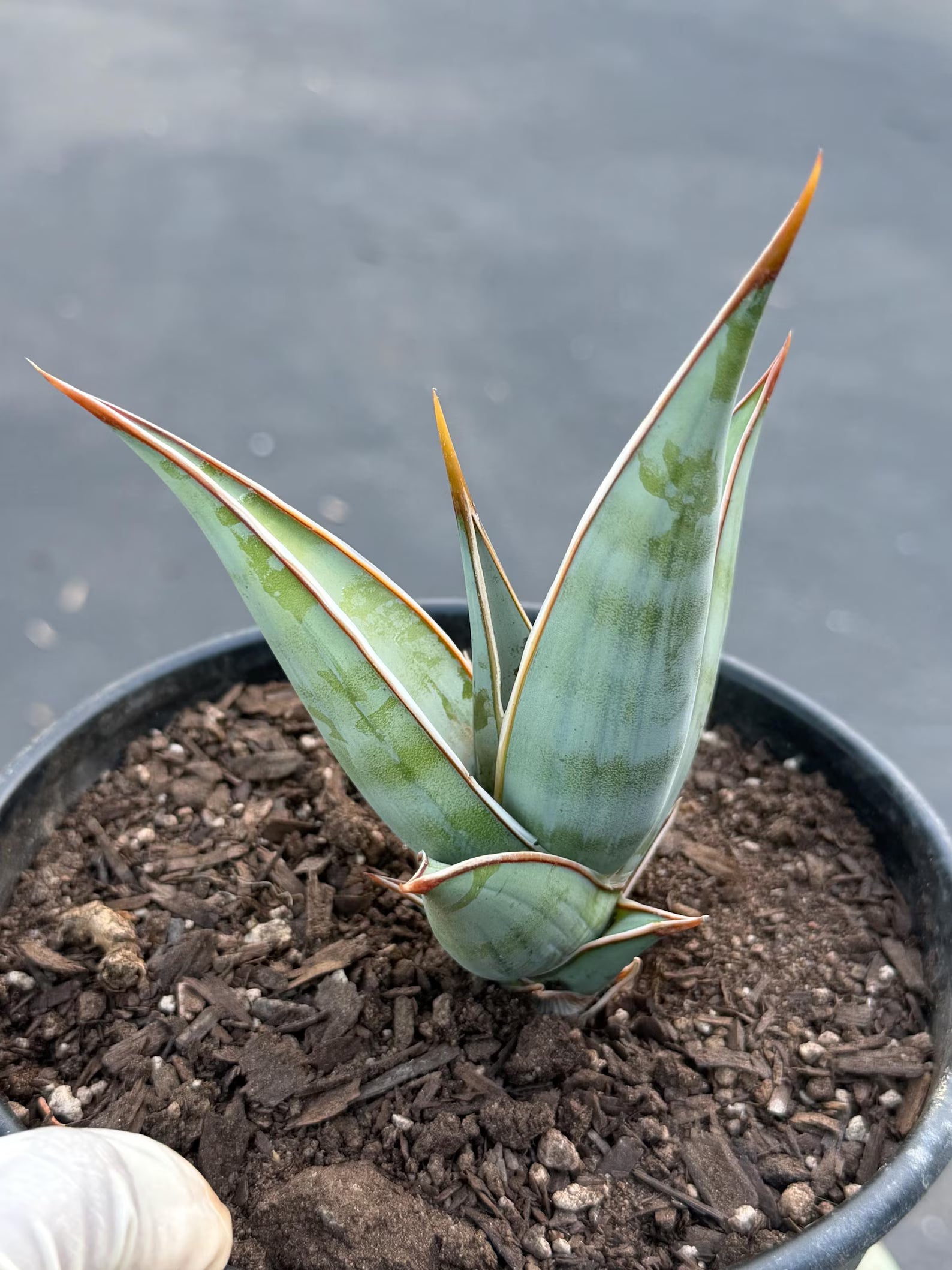 Sansevieria Pinguicula Rooted Offset #472