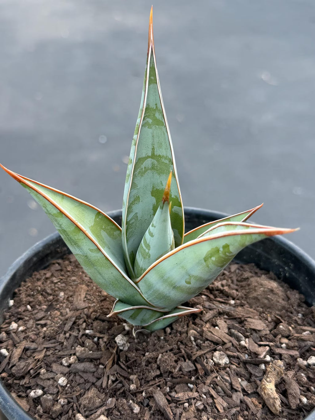 Sansevieria Pinguicula Rooted Offset #472