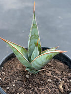 Sansevieria Pinguicula Rooted Offset #472
