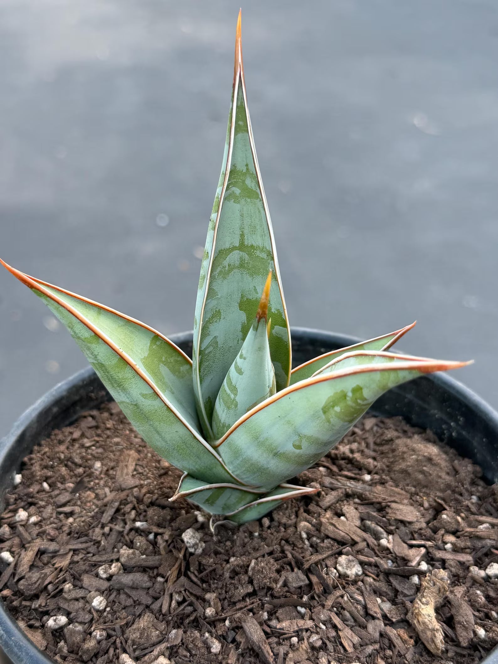 Sansevieria Pinguicula Rooted Offset #472