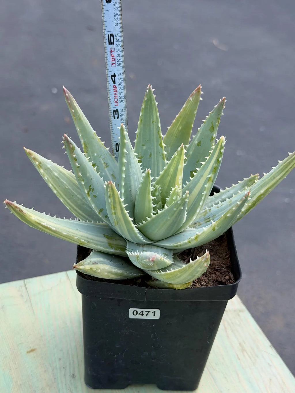 Variegated Aloe Brevifolia | Rare Variegated Aloe | Easy Care Live Succulent Plant #471