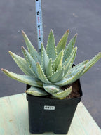 Variegated Aloe Brevifolia | Rare Variegated Aloe | Easy Care Live Succulent Plant #471
