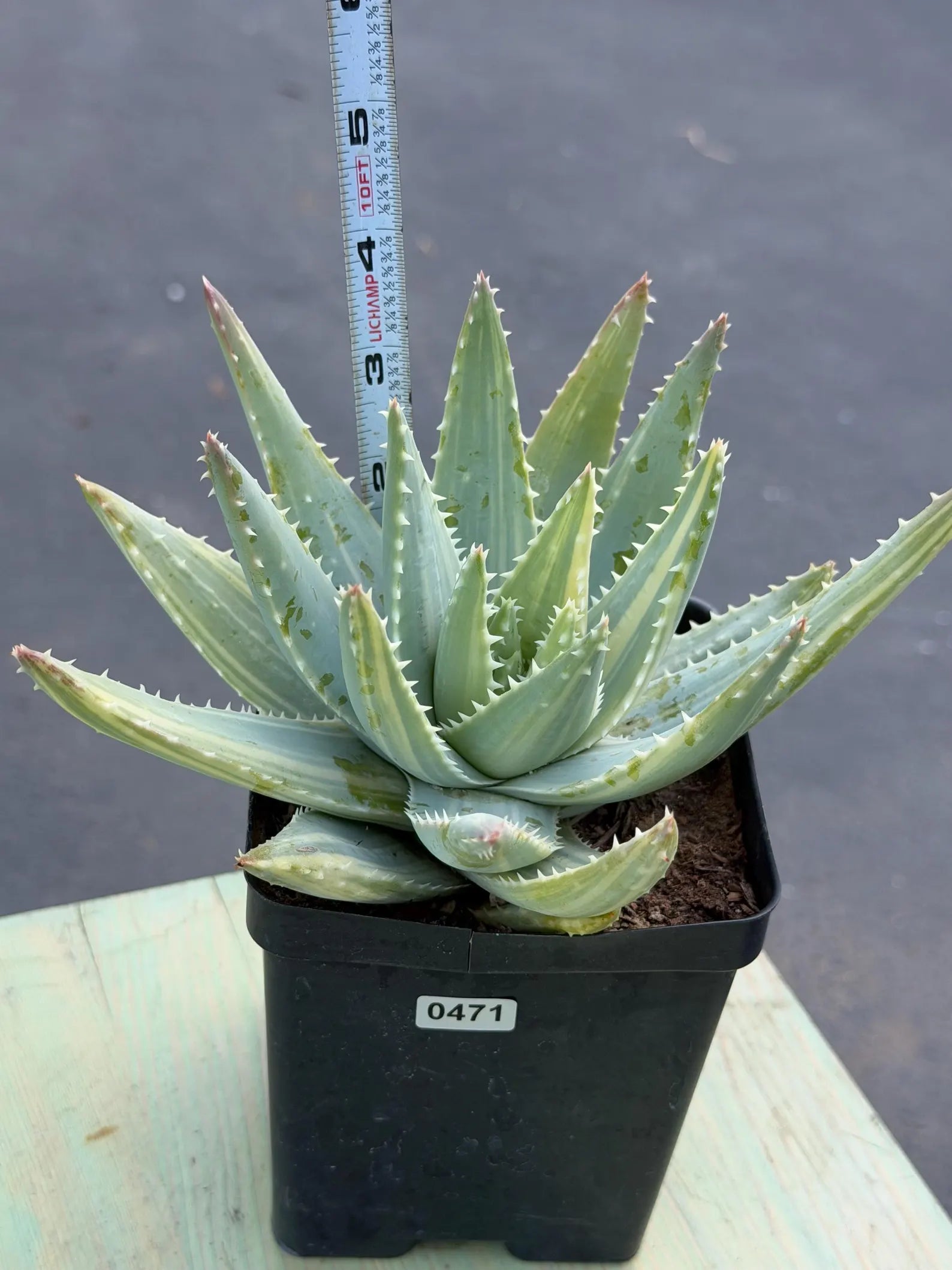 Variegated Aloe Brevifolia | Rare Variegated Aloe | Easy Care Live Succulent Plant #471