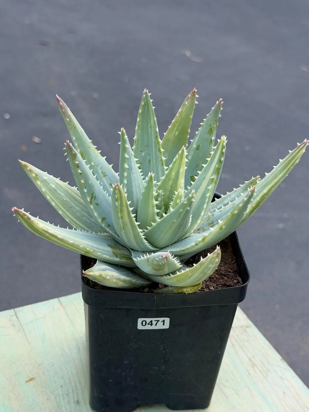 Variegated Aloe Brevifolia | Rare Variegated Aloe | Easy Care Live Succulent Plant #471