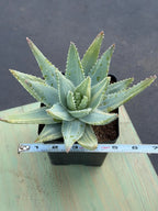 Variegated Aloe Brevifolia | Rare Variegated Aloe | Easy Care Live Succulent Plant #471