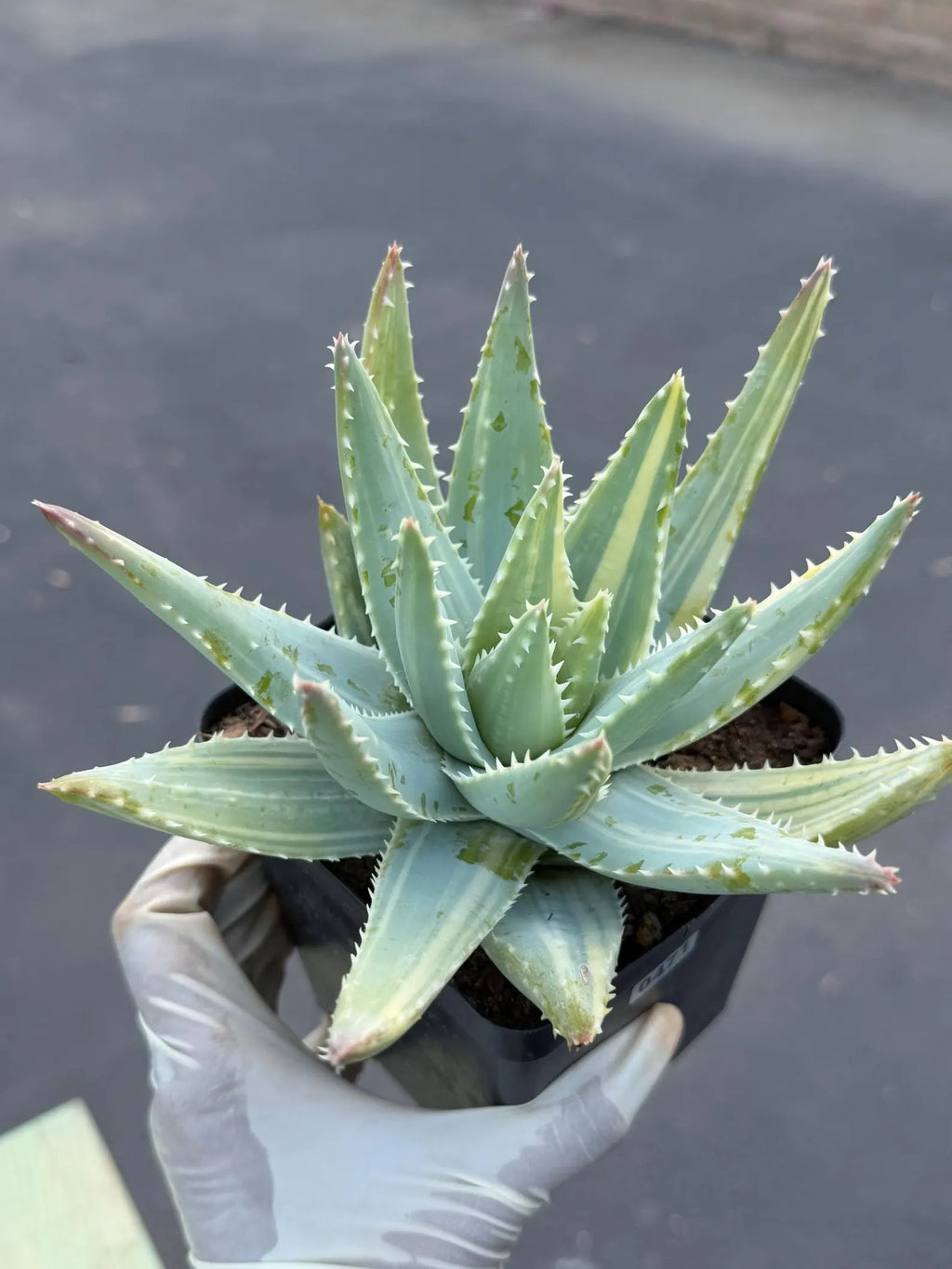 Variegated Aloe Brevifolia | Rare Variegated Aloe | Easy Care Live Succulent Plant #471