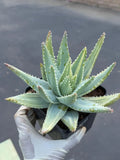 Variegated Aloe Brevifolia | Rare Variegated Aloe | Easy Care Live Succulent Plant #471