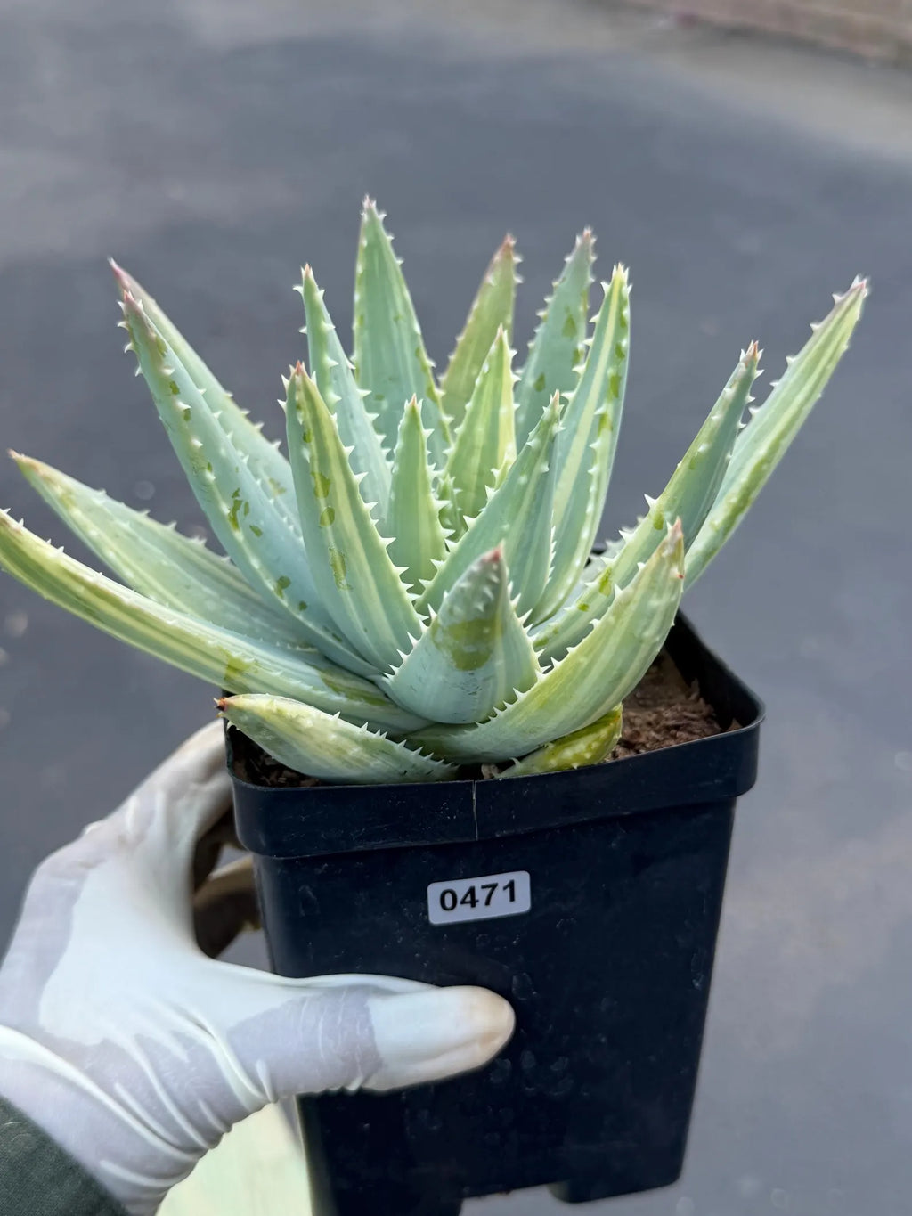 Variegated Aloe Brevifolia | Rare Variegated Aloe | Easy Care Live Succulent Plant #471