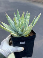 Variegated Aloe Brevifolia | Rare Variegated Aloe | Easy Care Live Succulent Plant #471
