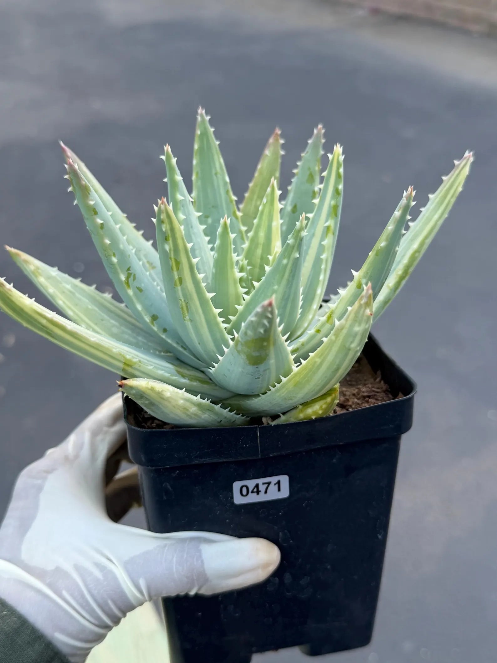 Variegated Aloe Brevifolia | Rare Variegated Aloe | Easy Care Live Succulent Plant #471