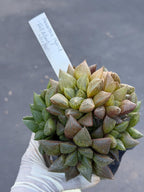 Haworthia Fat Albert Succulent | Rare Easy Care Haworthia | Live Plant #468