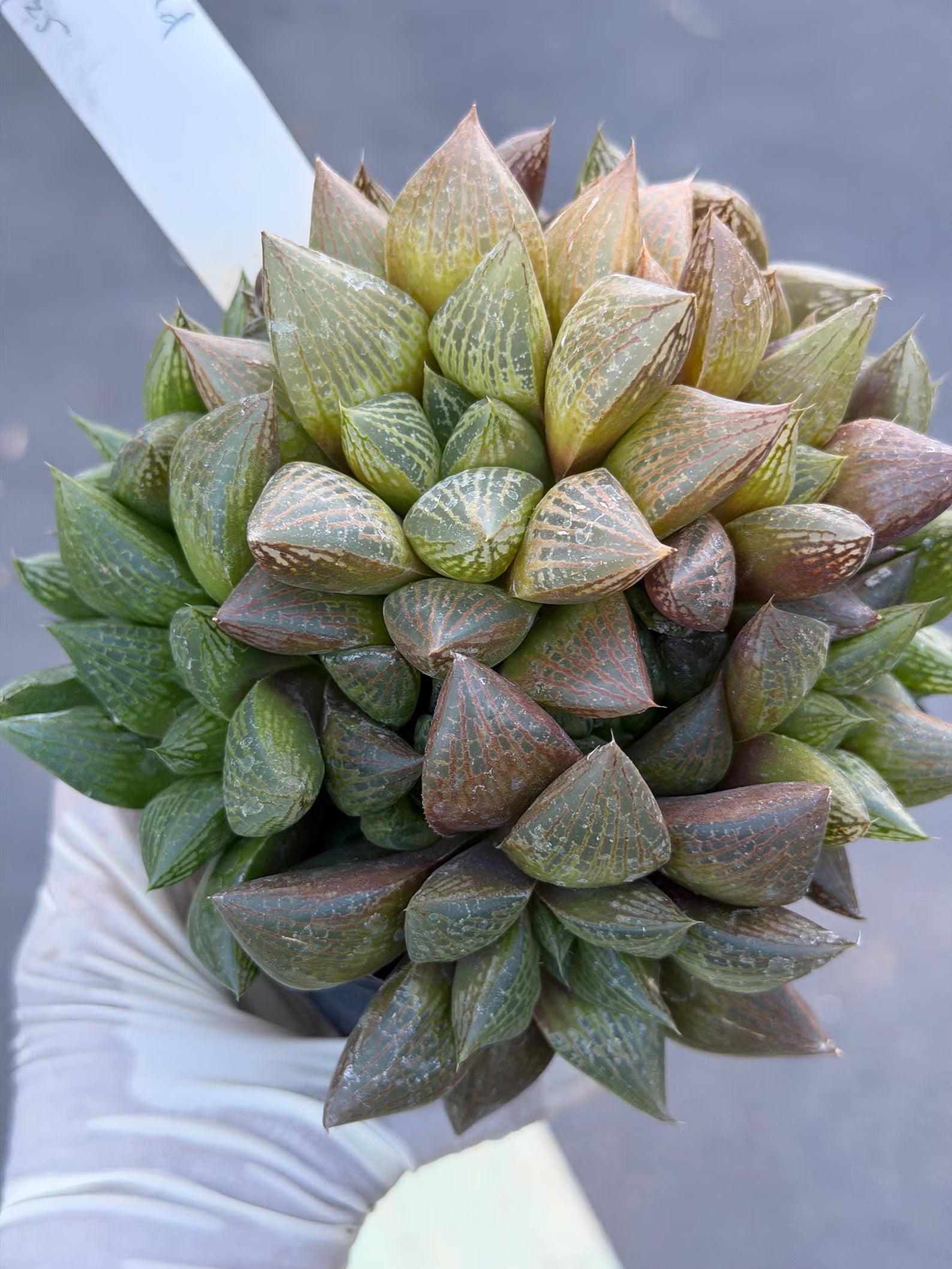 Haworthia Fat Albert Succulent | Rare Easy Care Haworthia | Live Plant #468
