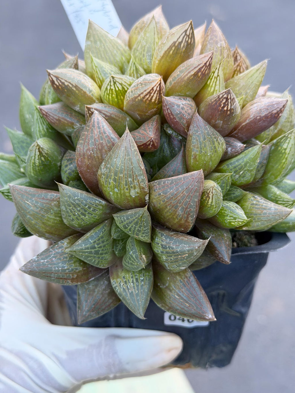 Haworthia Fat Albert Succulent | Rare Easy Care Haworthia | Live Plant #468
