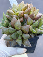 Haworthia Fat Albert Succulent | Rare Easy Care Haworthia | Live Plant #468