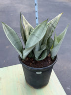 Sansevieria Moonshine | Pale Green Snake Plant  Live Plant #467