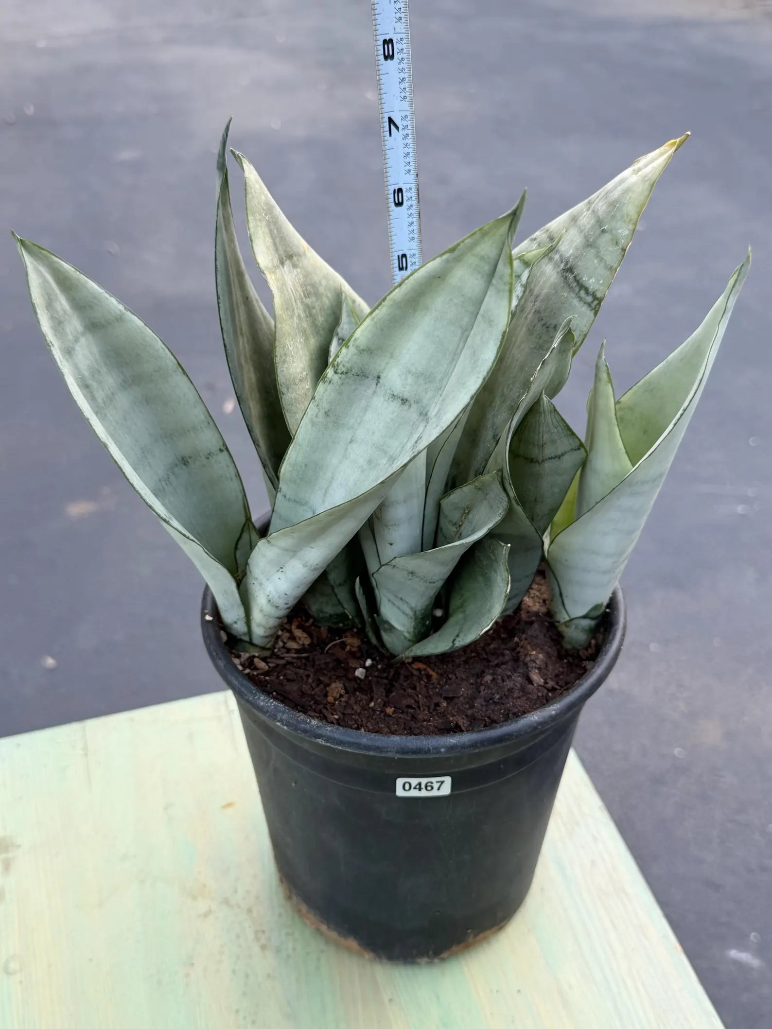 Sansevieria Moonshine | Pale Green Snake Plant  Live Plant #467