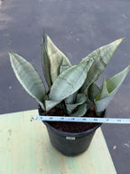 Sansevieria Moonshine | Pale Green Snake Plant  Live Plant #467