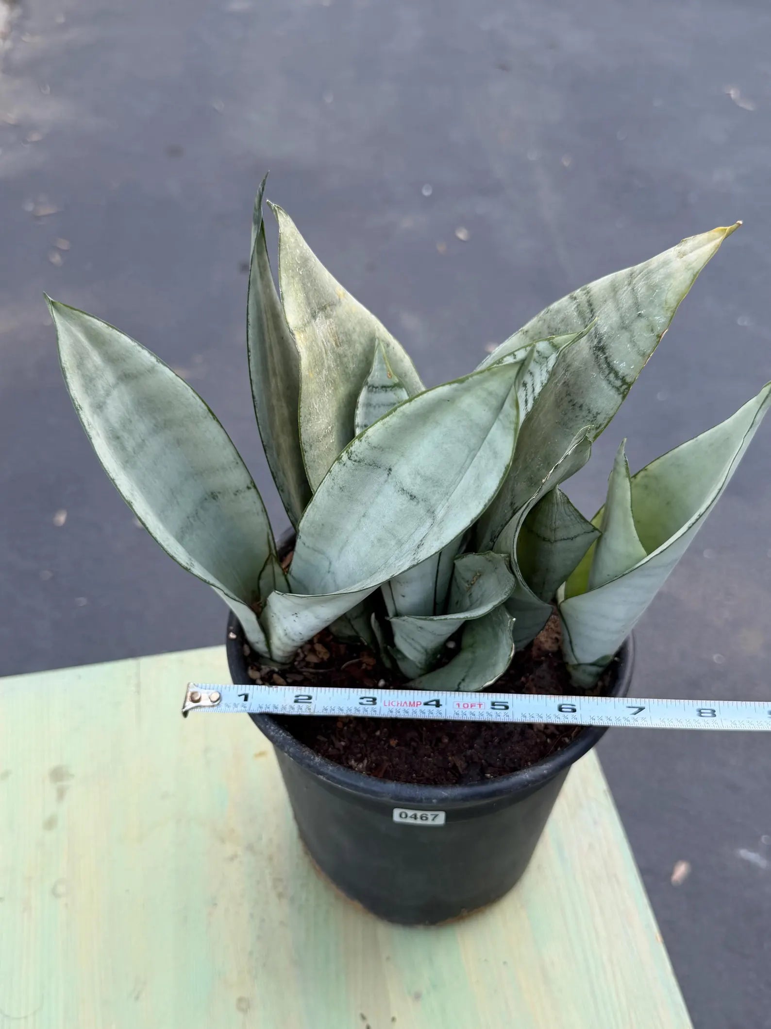 Sansevieria Moonshine | Pale Green Snake Plant  Live Plant #467