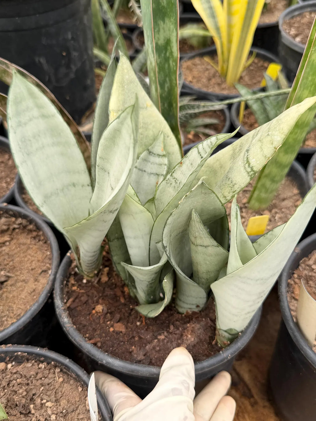 Sansevieria Moonshine | Pale Green Snake Plant  Live Plant #467
