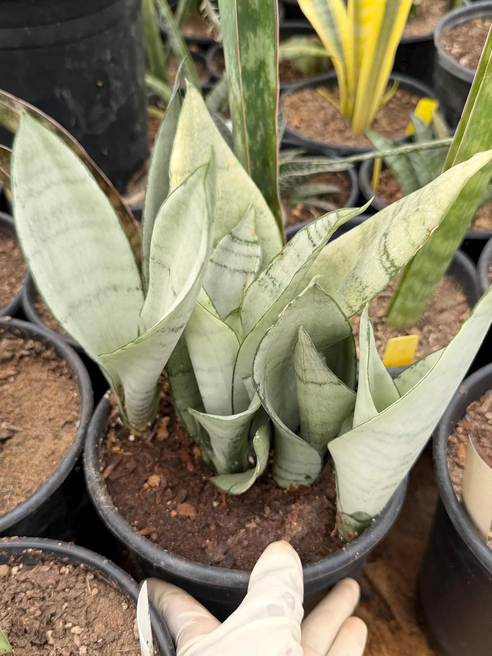 Sansevieria Moonshine | Pale Green Snake Plant  Live Plant #467