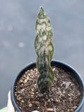 Sansevieria Kirkii Copper Tone | Rare Collector Snake Plant