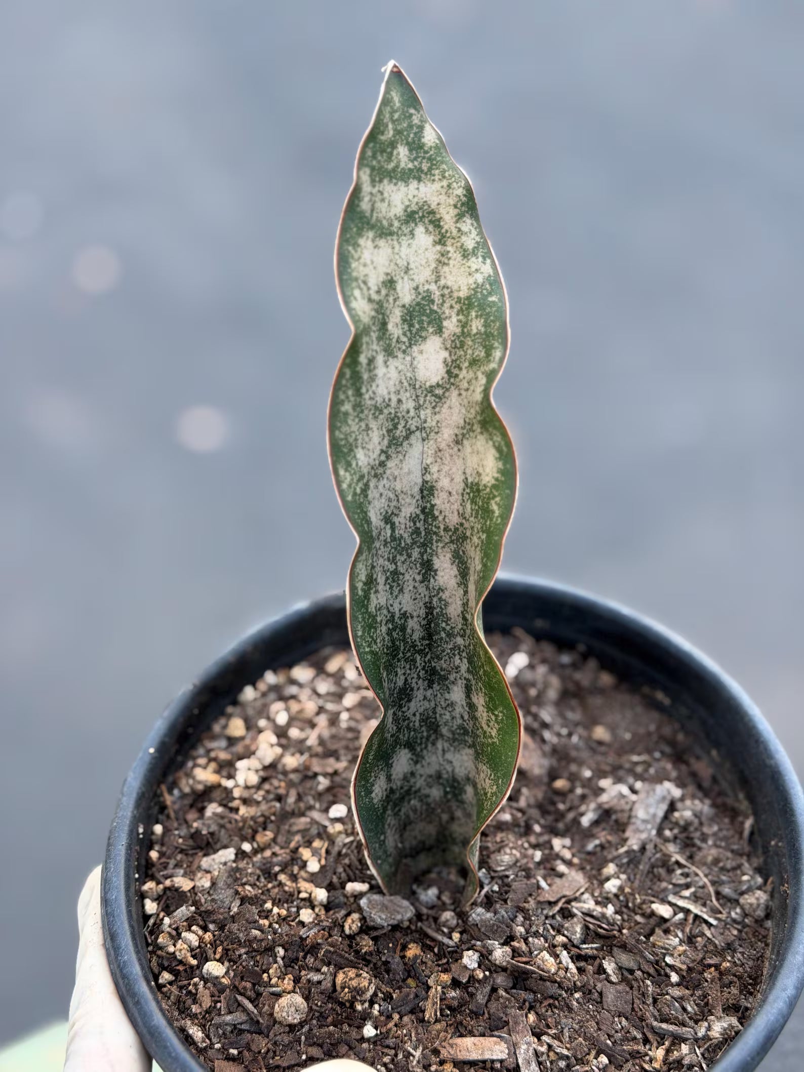 Sansevieria Kirkii Copper Tone | Rare Collector Snake Plant