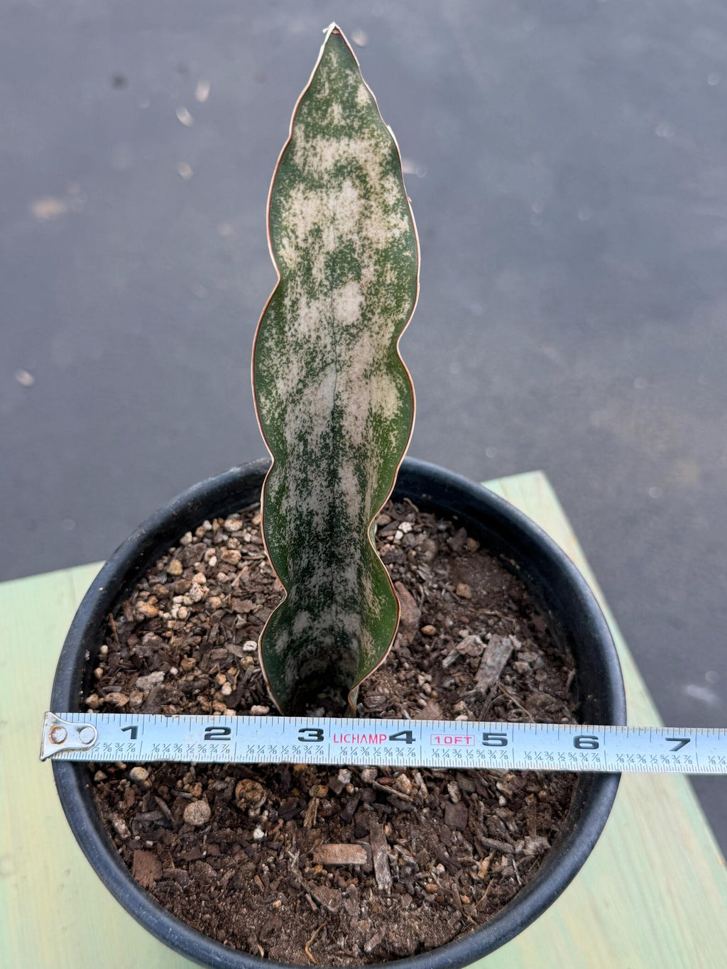 Sansevieria Kirkii Copper Tone | Rare Collector Snake Plant