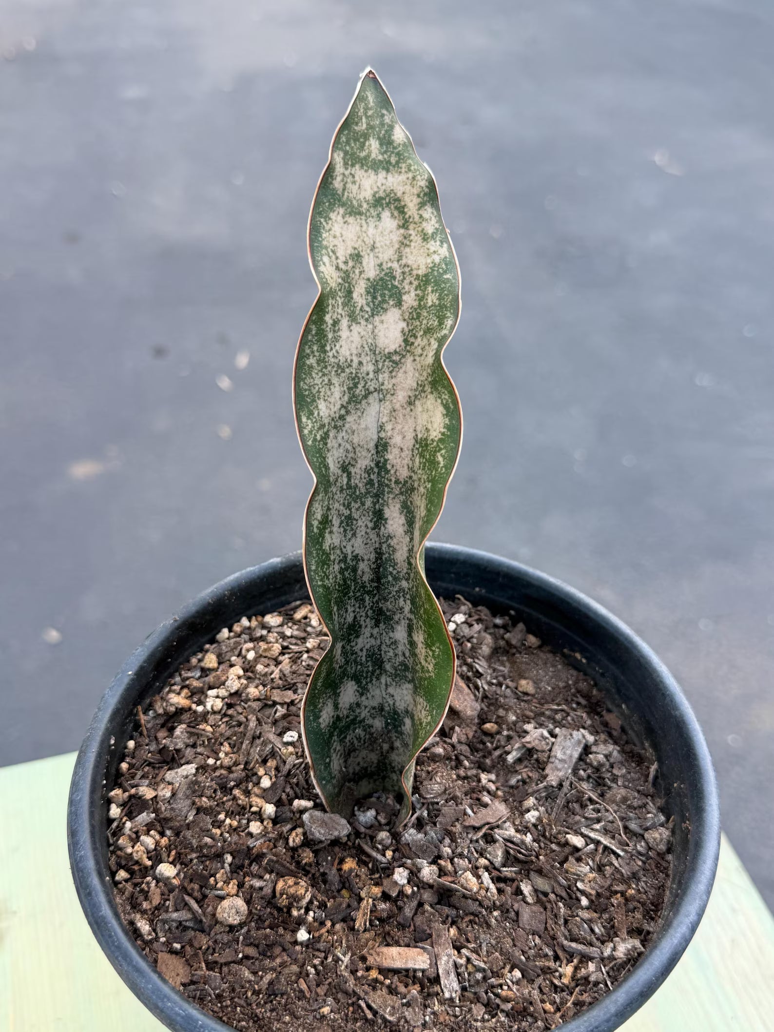 Sansevieria Kirkii Copper Tone | Rare Collector Snake Plant