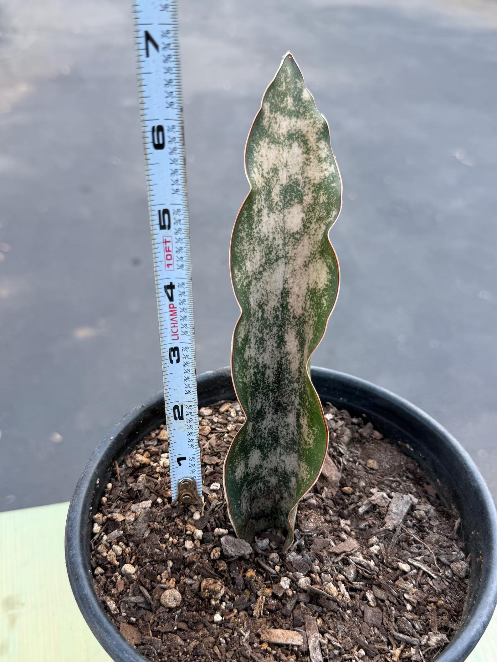 Sansevieria Kirkii Copper Tone | Rare Collector Snake Plant