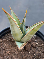 Sansevieria Pinguicula Rooted Offset #439